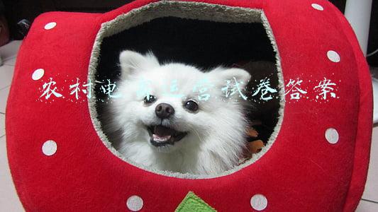 农村电商运营试卷答案