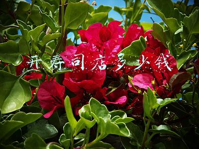 开个寿司店；开个寿司店大概需要多少钱