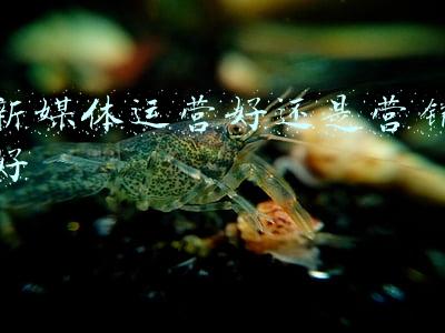 新媒体运营好还是营销好