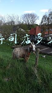 开个寿司店大概需要多少钱(开寿司店需要多少钱)