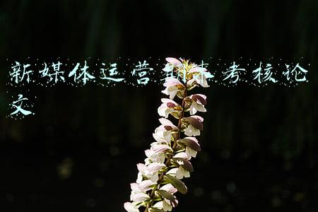 与新媒体运营有关的自我评价(你若盛开，蝶自飞来！自媒体新人运营之道)