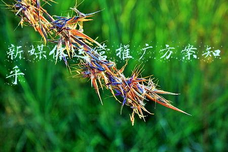 新媒体运营策略论文(专项治理滥发论文，维护出版秩序和学术尊严)