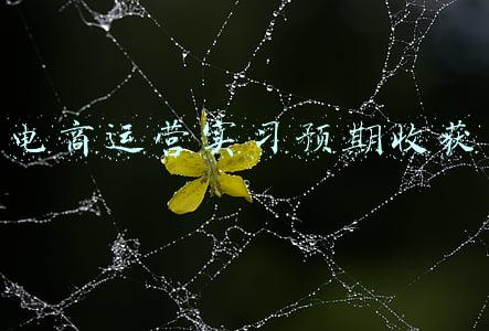 电商运营实习预期收获