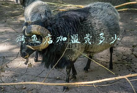 沈阳烤鱼店加盟 烤鱼加盟店连锁