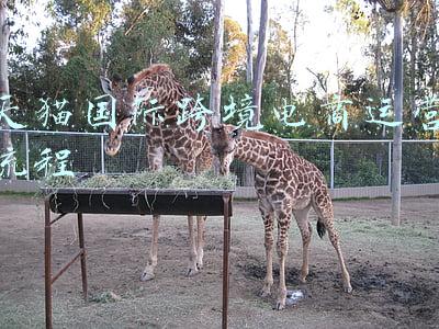 天猫国际是不是跨境电商(布局跨境电商直航物流专线，天猫海外在下怎样的一盘棋？)