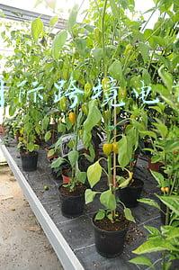 天猫全球电商平台(天猫国际梦姑：加大内容布局，做海外品牌的中国化种草)