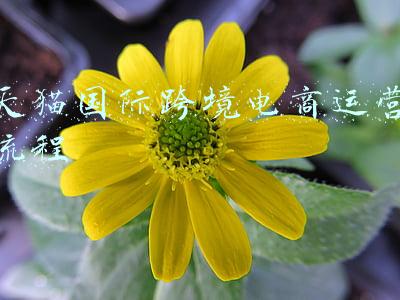 天猫国际跨境电商运营流程