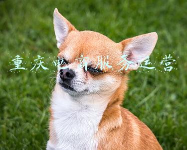 重庆电商服务运营
