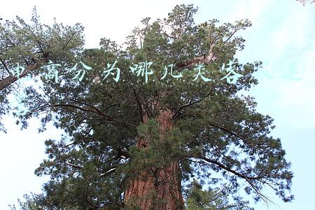 电商分为哪几类客服运营