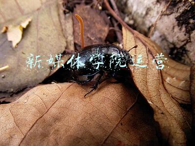 新媒体技师学院(「中招指导」北京新媒体技师学院：3+3模式打造文凭技能证书双料人才)