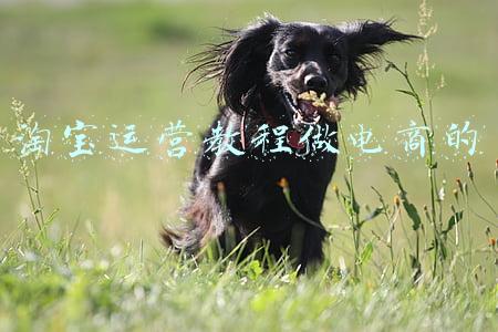 淘宝运营教程做电商的