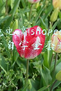 跨境电商shopee运营自学全套教程