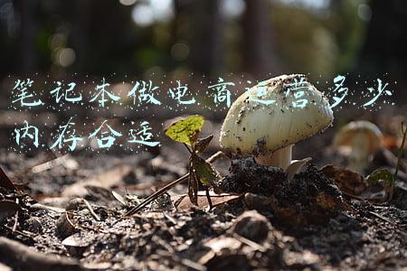 做电商用什么笔记本(商用笔记本采购选AMD还是英特尔，第二轮PK更全面更刺激)