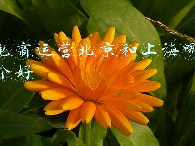 电商运营 上海(从零售方转为内容生产方，上海8家书店去年网络销售超过11亿元)