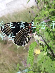 专业贵州生鲜电商平台(“微菜场”停业    小区居民慌了)