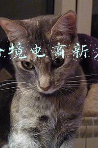 虾皮跨境电商新店怎么运营