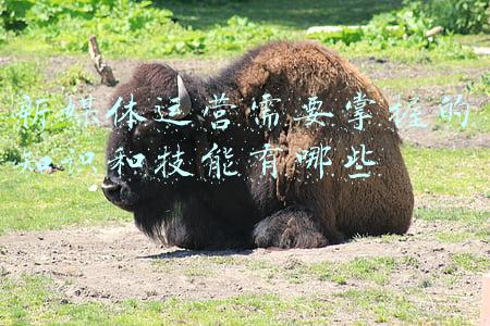 新媒体运营需要掌握的知识和技能有哪些
