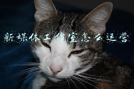 新媒体工作室怎么运营