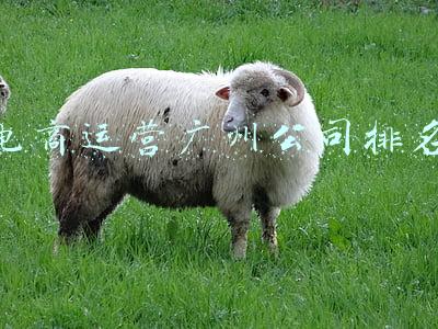 公司招电商运营要求(「国企」贵州电商云地方子公司2022年招聘25名工作人员)