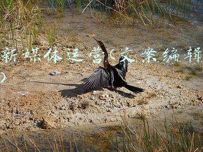 新媒体运营(文案编辑)