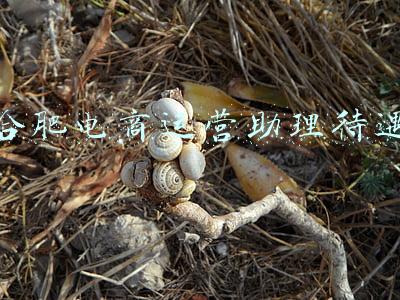 合肥电商产业园(合肥经开区综合保税区：40多家知名跨境电商入驻)