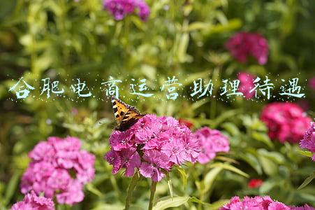 合肥快牛电商招聘(“霸都”合肥明明是省会城市，但在一些人眼中还是个大县城)