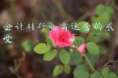 会计转行电商运营的感受