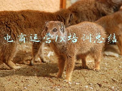 电子商务网店运营实训报告心得(学业、排练两不误，海淀实验小学力保学生演好冬奥“和平鸽”)