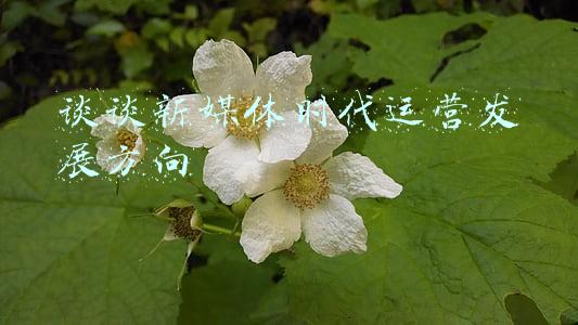 谈谈新媒体时代运营发展方向