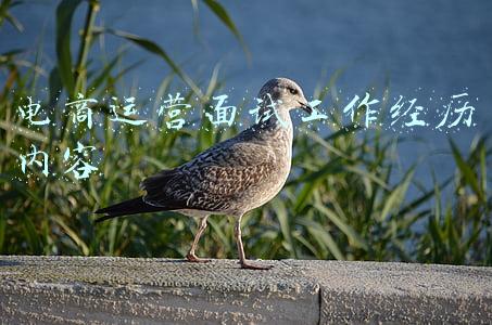 电商运营面试工作经历内容
