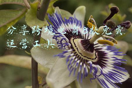 电商数据分析工具(魔选：一个不需要做数据分析的跨境电商选品分析软件)