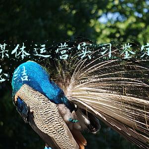 新媒体实训个人小结(新经济视界丨5G消息进入商用阶段，专家：原生创新为媒体融合带来最佳机遇丨封面天天见)