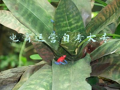 自考大专电子商务都有哪些科目(电子商务自考考哪些科目)
