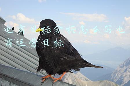 电子商务目标职业分析怎么写(电子商务专业就业方向在哪里，结合智联招聘岗位分析探讨)