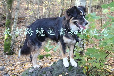 成都跨境电商如何运营