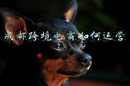 成都跨境电商公服平台(成都：建设国际门户枢纽)