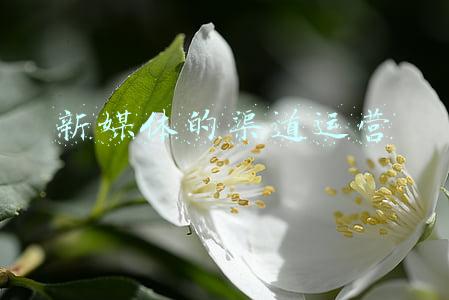 新媒体的缺点(对自媒体的看法)