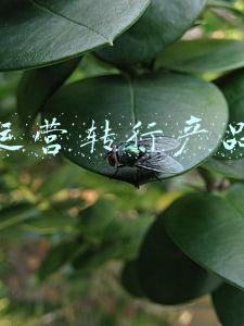 社群运营可以转产品运营吗(双减政策下的社群运营如何转型？)