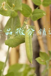 农产品微分销运营