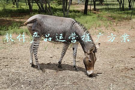 软件产品运营推广方案