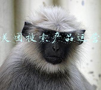 美团优选市场运营(运营干货：分析美团优选团长招募的方法，参考团长管理制度)