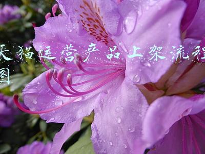 天猫运营产品上架流程图