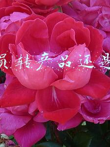 测试转产品经理好转吗(从互联网转行到汽车行业，你需要了解哪些知识？)