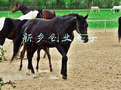 新乡创业点子