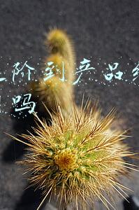 培训经理进阶指南(部门主管培训手册)