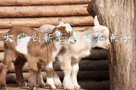 大学创新创业部门主要职责(甘肃技工院校以赛促教：特色化办学增强学生创业创新意识)