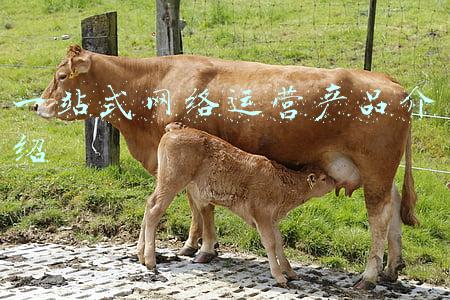 一站式产品(一站式科研社区型产品“络绎科学”发布)