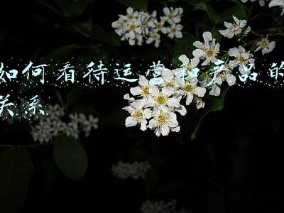 如何看待运营和产品的关系