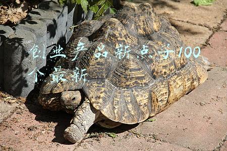 点子产品(双十一卖得最火的电子产品调查，来看看大家都买了什么？)