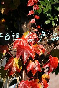 FB运营产品